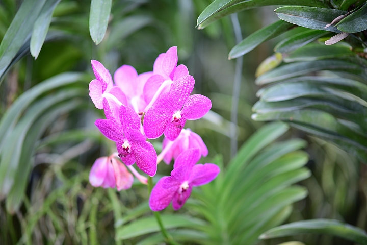 Nikon 105mm F1.4E開箱,這顆鏡頭的散景實在太美了。
