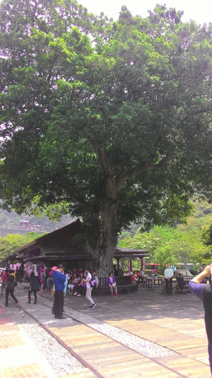 147-131-139-14乙-14-台63南投環縣之旅