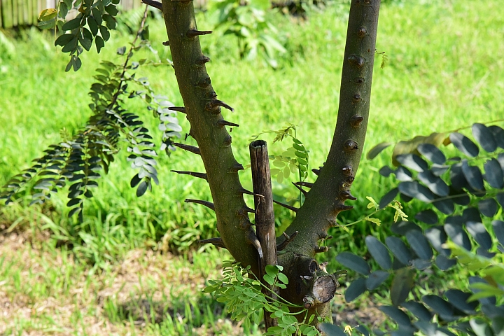 萬巒可茵山可可莊園,享受在可可園裏的可可巧克力熱帶風情。