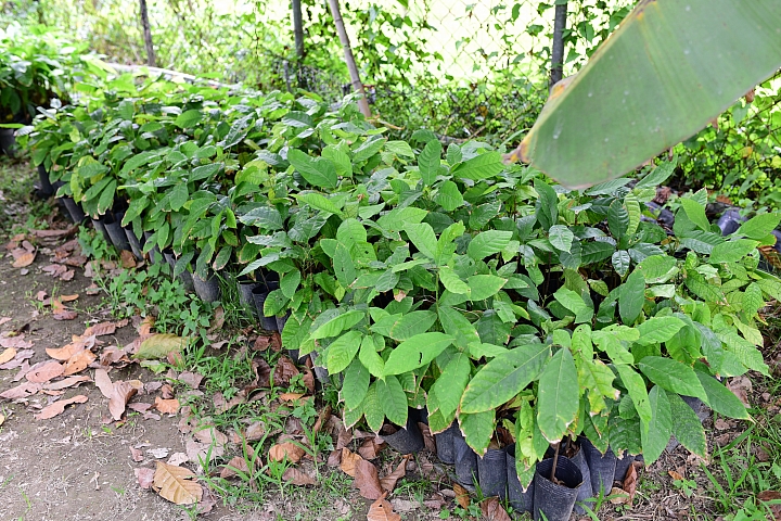 萬巒可茵山可可莊園,享受在可可園裏的可可巧克力熱帶風情。