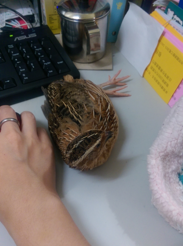 DIY孵鵪鶉~