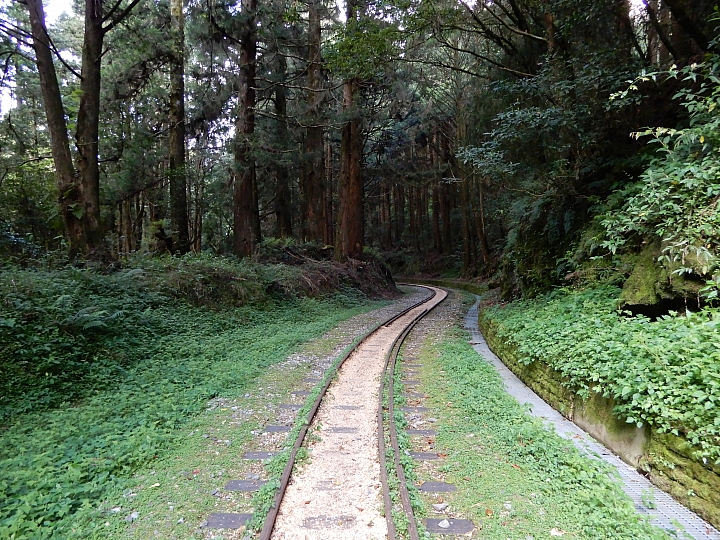 Nikon A900記錄最完整的阿里山水山線&水山巨木,及沼平公園美麗的紫藤。