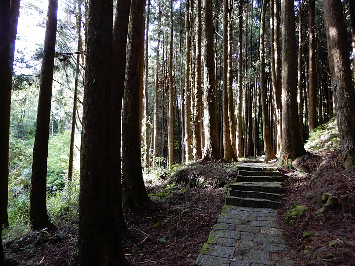 Nikon A900記錄最完整的阿里山水山線&水山巨木,及沼平公園美麗的紫藤。