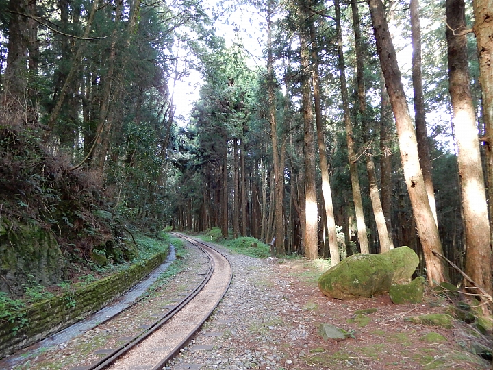 Nikon A900記錄最完整的阿里山水山線&水山巨木,及沼平公園美麗的紫藤。