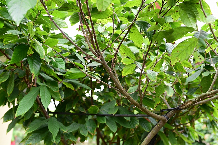 萬巒可茵山可可莊園,享受在可可園裏的可可巧克力熱帶風情。