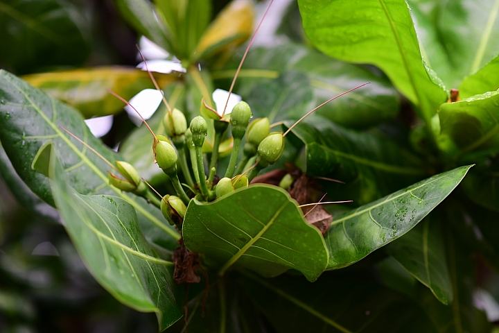 萬巒可茵山可可莊園,享受在可可園裏的可可巧克力熱帶風情。