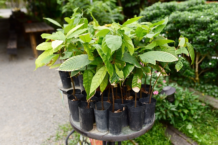 萬巒可茵山可可莊園,享受在可可園裏的可可巧克力熱帶風情。