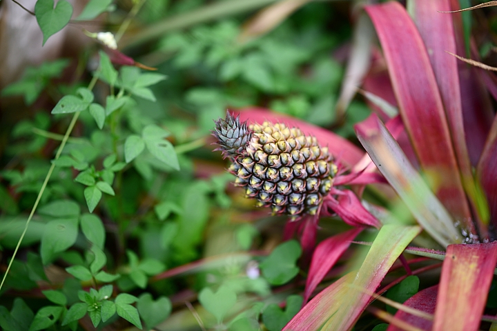 Nikon 105mm F1.4E開箱,這顆鏡頭的散景實在太美了。