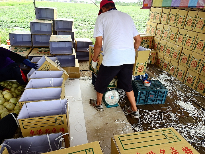 以扁擔挑起了美濃瓜苗,開始栽種作業,希望45天後的採收期,天空伯能疼惜我們不要下大雨。