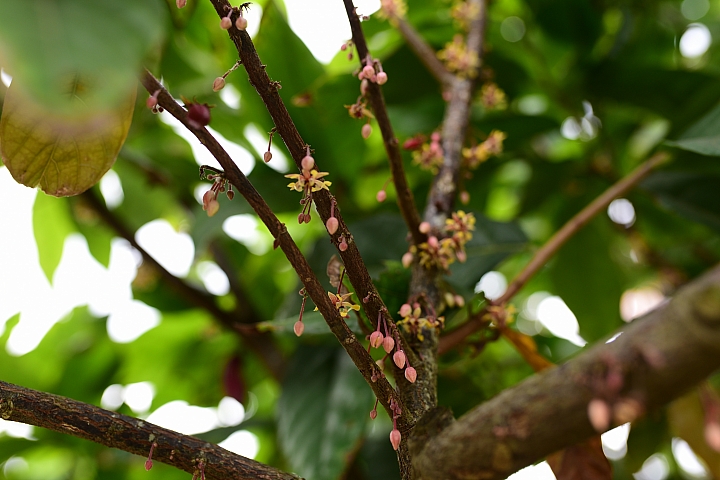 萬巒可茵山可可莊園,享受在可可園裏的可可巧克力熱帶風情。