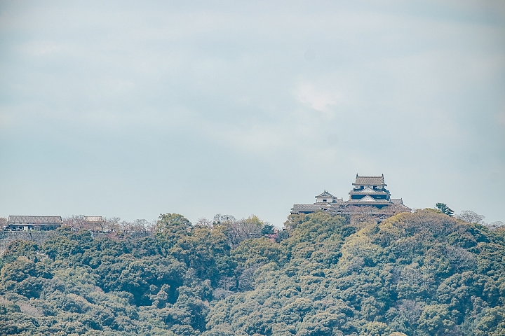 【X-T1】四國櫻花行 - 松山 高松 (多圖)