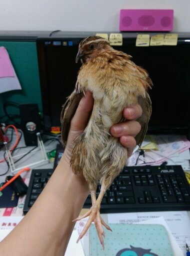 DIY孵鵪鶉~