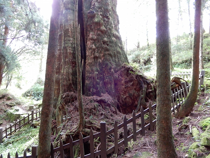 Nikon A900記錄最完整的阿里山水山線&水山巨木,及沼平公園美麗的紫藤。