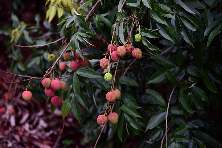 Nikon 105mm F1.4E開箱,這顆鏡頭的散景實在太美了。