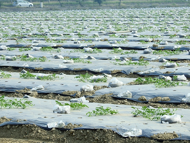 以扁擔挑起了美濃瓜苗,開始栽種作業,希望45天後的採收期,天空伯能疼惜我們不要下大雨。