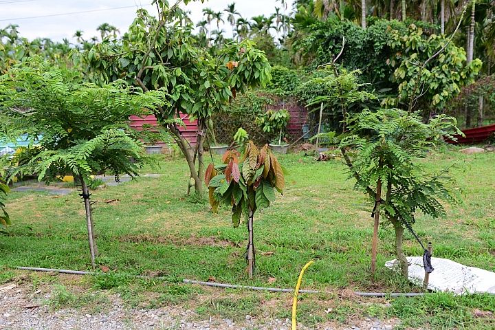 萬巒可茵山可可莊園,享受在可可園裏的可可巧克力熱帶風情。