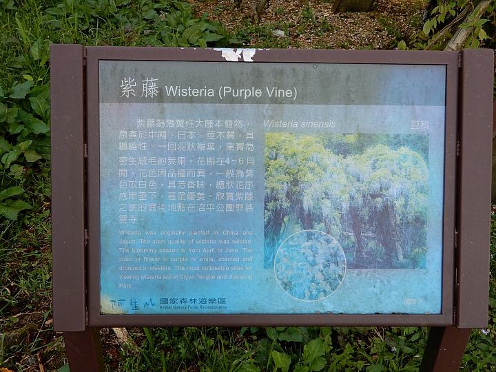 Nikon A900記錄最完整的阿里山水山線&水山巨木,及沼平公園美麗的紫藤。