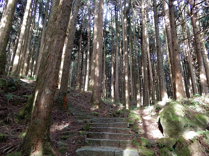 Nikon A900記錄最完整的阿里山水山線&水山巨木,及沼平公園美麗的紫藤。