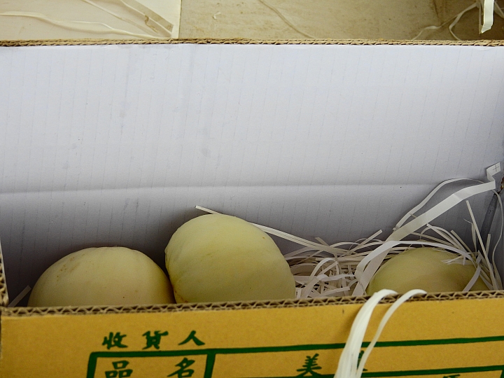 以扁擔挑起了美濃瓜苗,開始栽種作業,希望45天後的採收期,天空伯能疼惜我們不要下大雨。