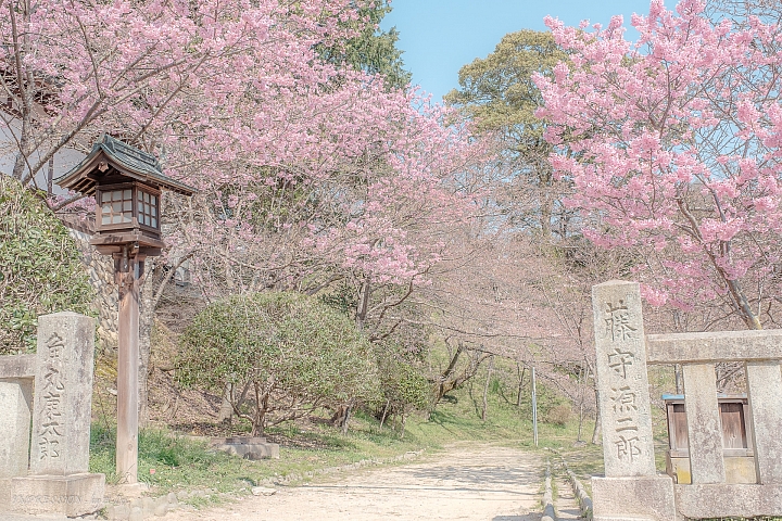 【X-T1】四國櫻花行 - 松山 高松 (多圖)