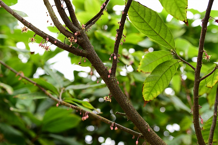 萬巒可茵山可可莊園,享受在可可園裏的可可巧克力熱帶風情。