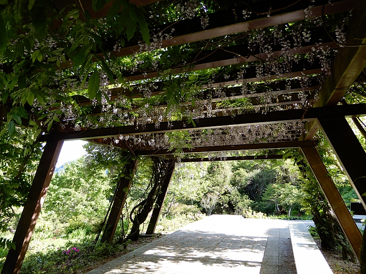Nikon A900記錄最完整的阿里山水山線&水山巨木,及沼平公園美麗的紫藤。