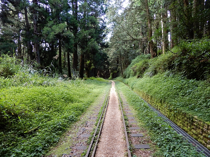 Nikon A900記錄最完整的阿里山水山線&水山巨木,及沼平公園美麗的紫藤。