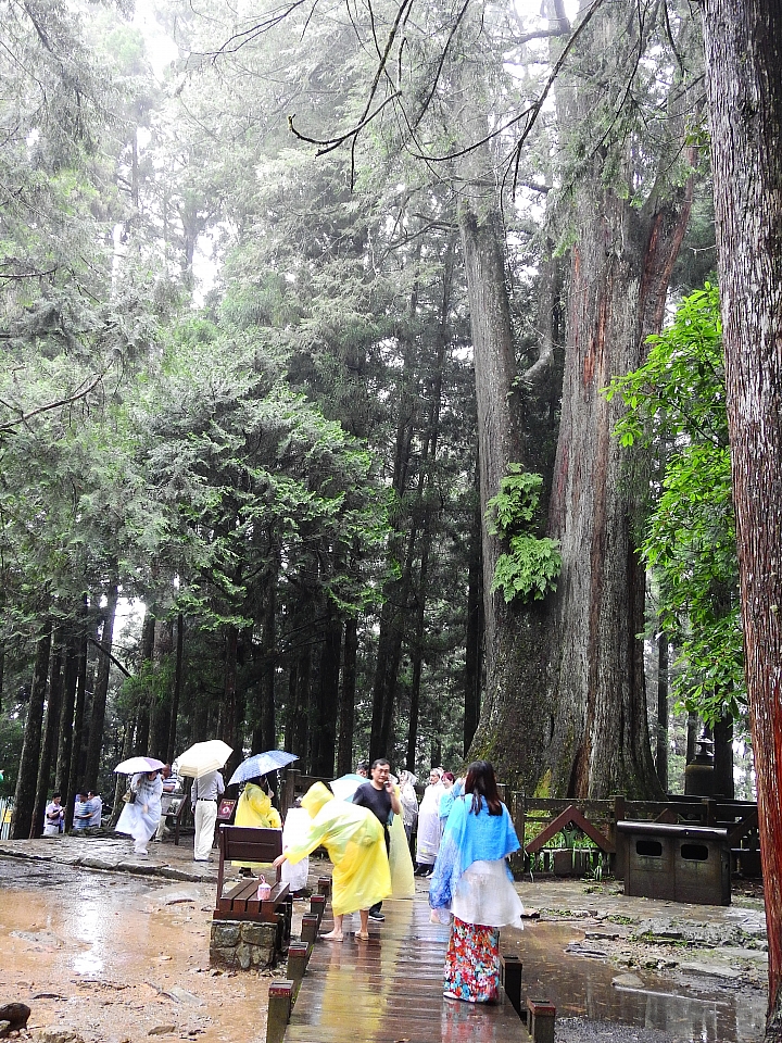 Nikon P900記錄大雨後的阿里山公路