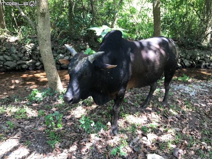 香港郊野公園健行初體驗