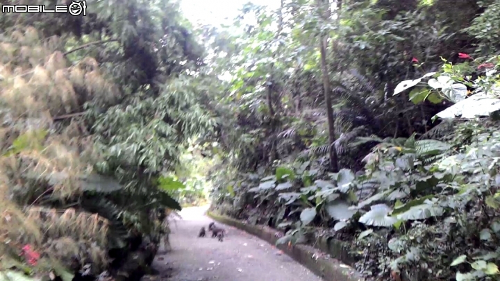 豐柏登山步道獼猴攻擊驚魂記 !!