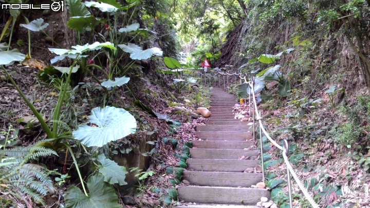 豐柏登山步道獼猴攻擊驚魂記 !!