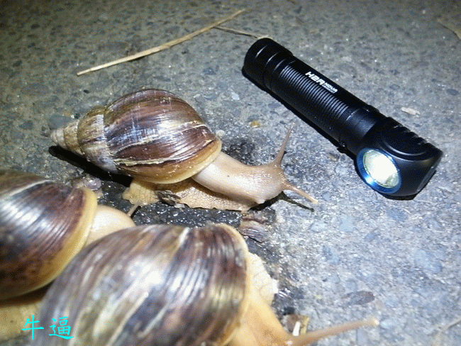 H2R 單18650多用型充電頭燈