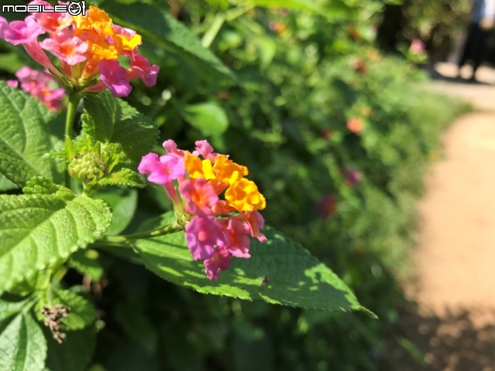 香港郊野公園健行初體驗