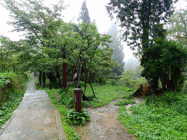 Nikon P900記錄大雨後的阿里山公路