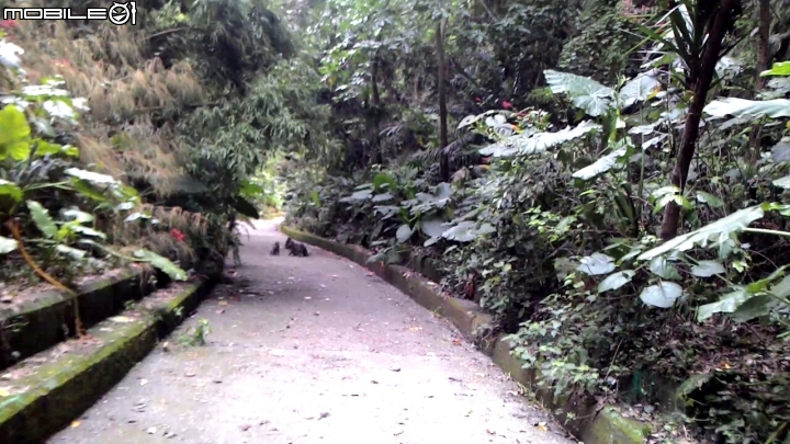 豐柏登山步道獼猴攻擊驚魂記 !!