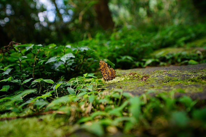 FE超廣角變焦鏡之王！Sony FE 12-24mm f/4 G