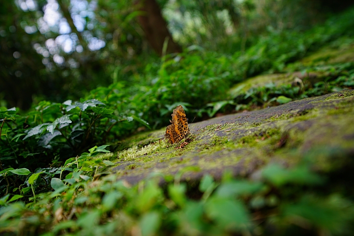 FE超廣角變焦鏡之王！Sony FE 12-24mm f/4 G