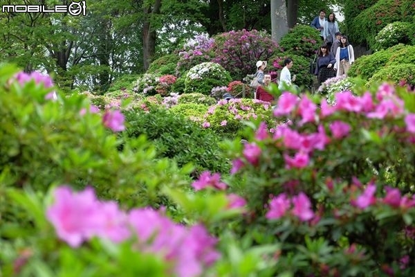 北關東花海漫遊-將春季花海盡收眼底