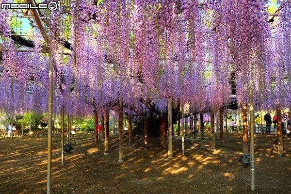 北關東花海漫遊-將春季花海盡收眼底