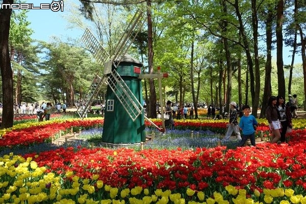 北關東花海漫遊-將春季花海盡收眼底