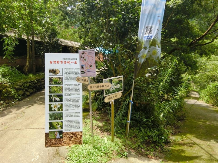粉嶺族~一期一會三義野百合秘密花園