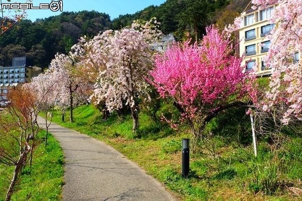 北關東花海漫遊-將春季花海盡收眼底