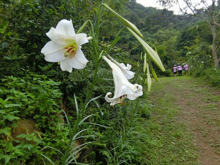 粉嶺族~一期一會三義野百合秘密花園