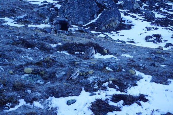 【世界之巔】聖母峰基地營+Island Peak 海拔6189m 冰攀訓練