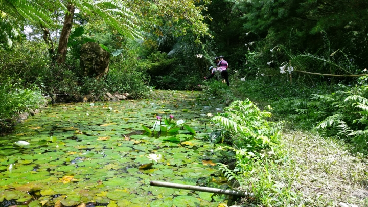 粉嶺族~一期一會三義野百合秘密花園