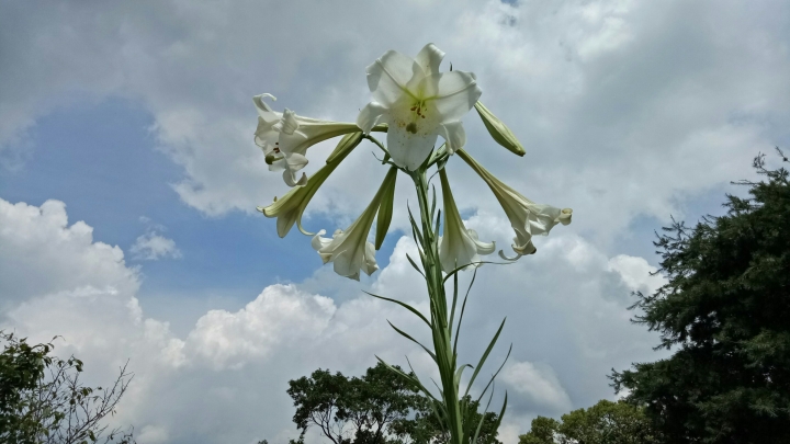 粉嶺族~一期一會三義野百合秘密花園