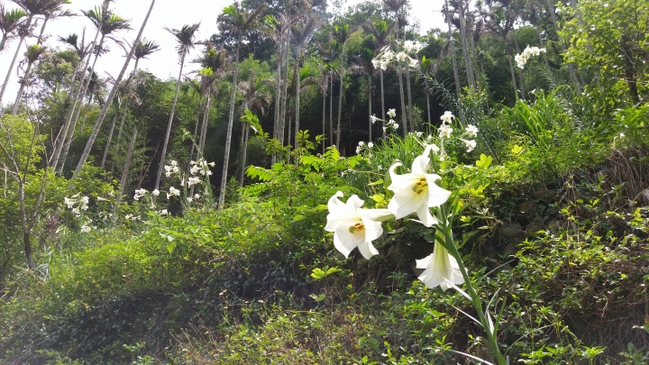 粉嶺族~一期一會三義野百合秘密花園