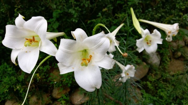 粉嶺族~一期一會三義野百合秘密花園