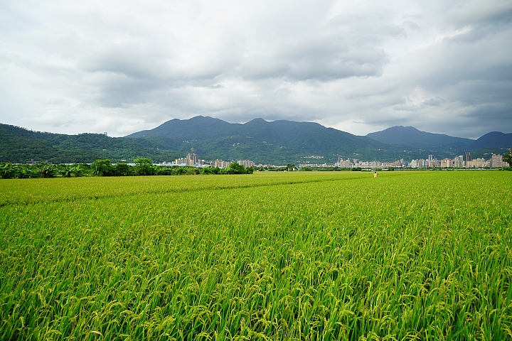 FE超廣角變焦鏡之王！Sony FE 12-24mm f/4 G