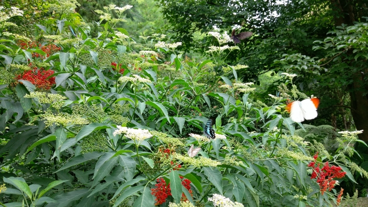 粉嶺族~一期一會三義野百合秘密花園